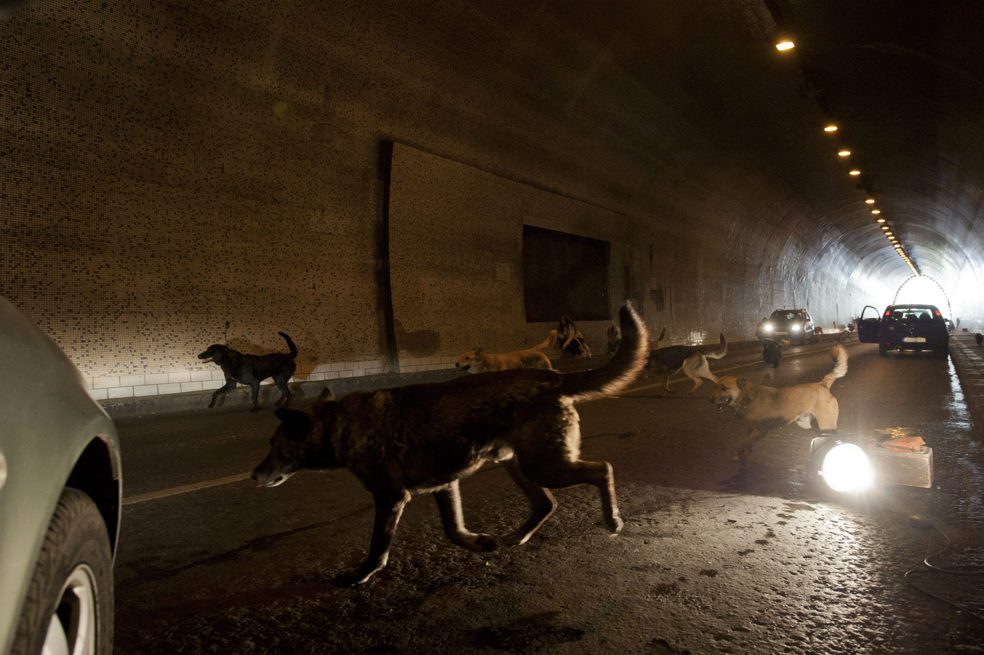 Kritik Underdog